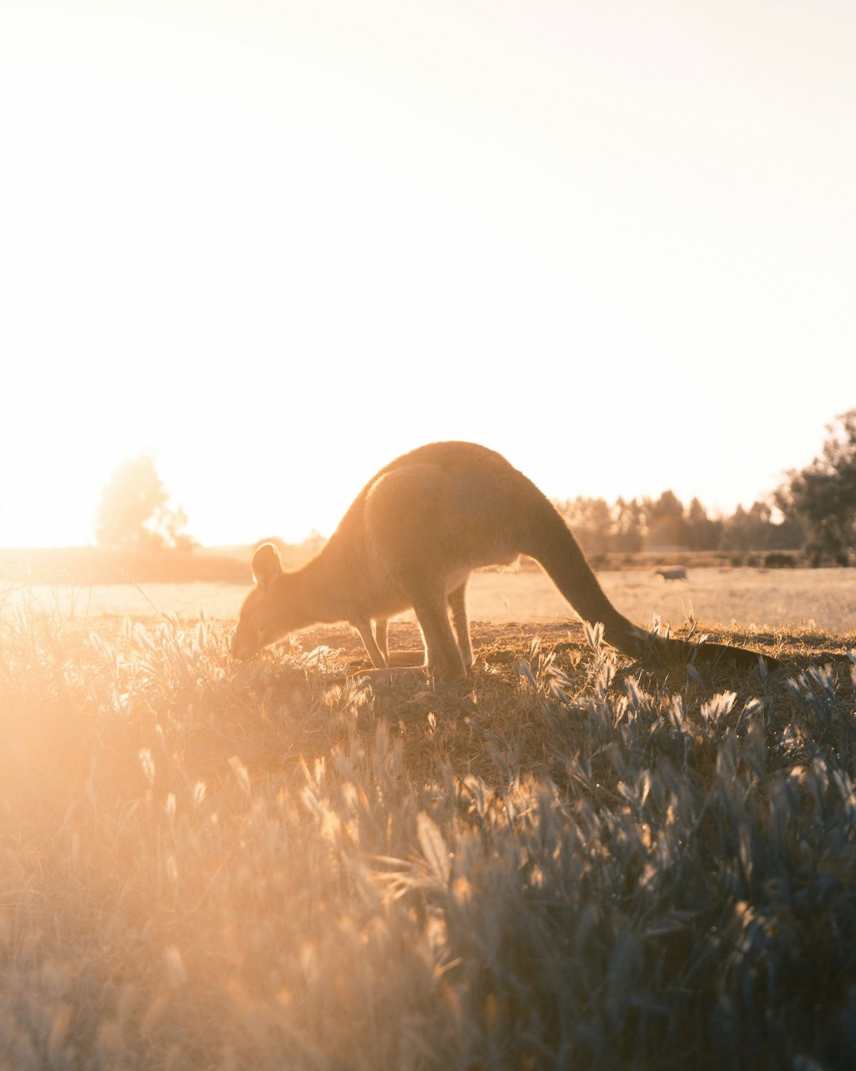 Grazing Kangaroo
