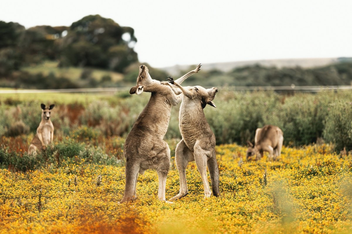 Boxing Kangaroos