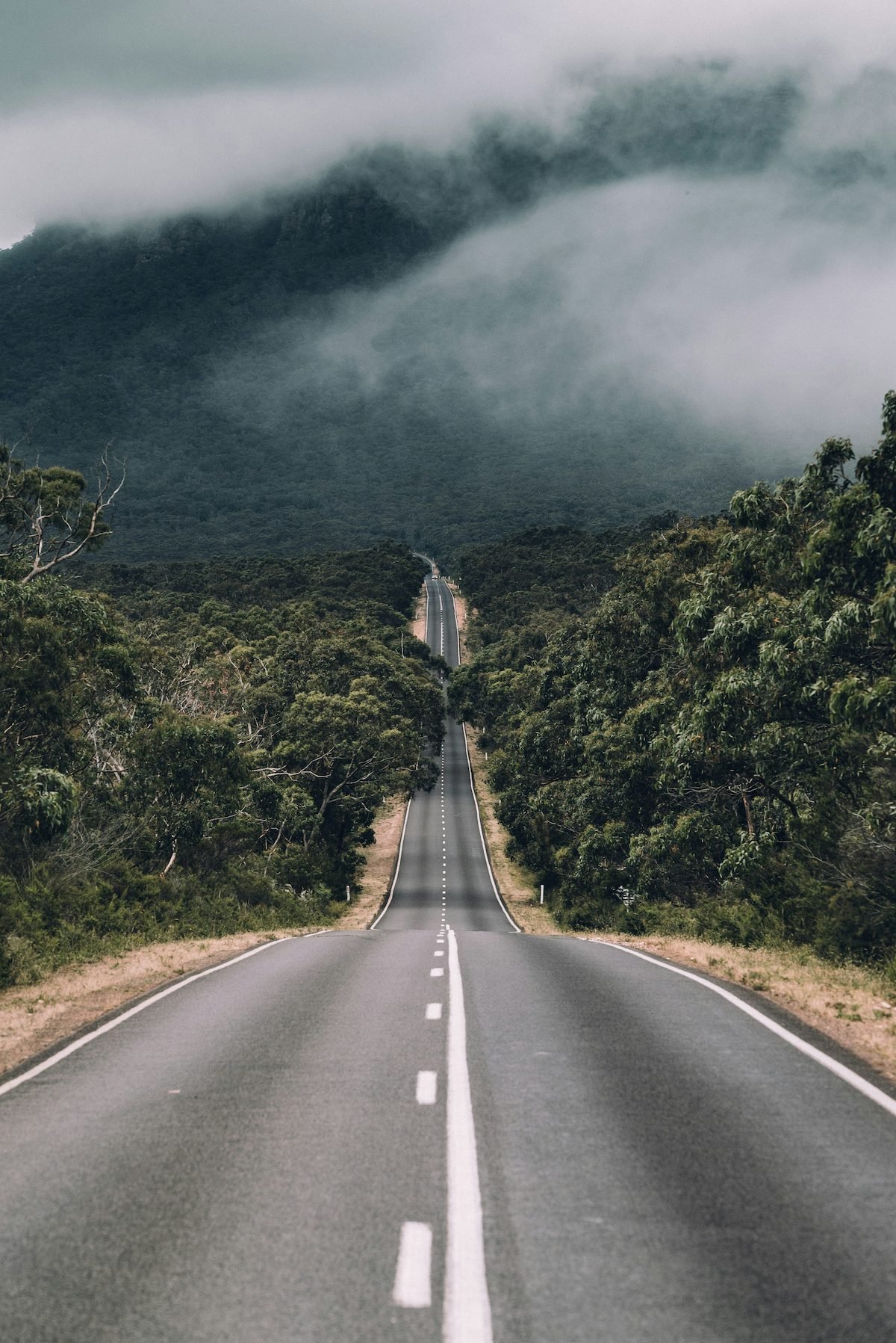 Empty road between trees with a cloudy sky