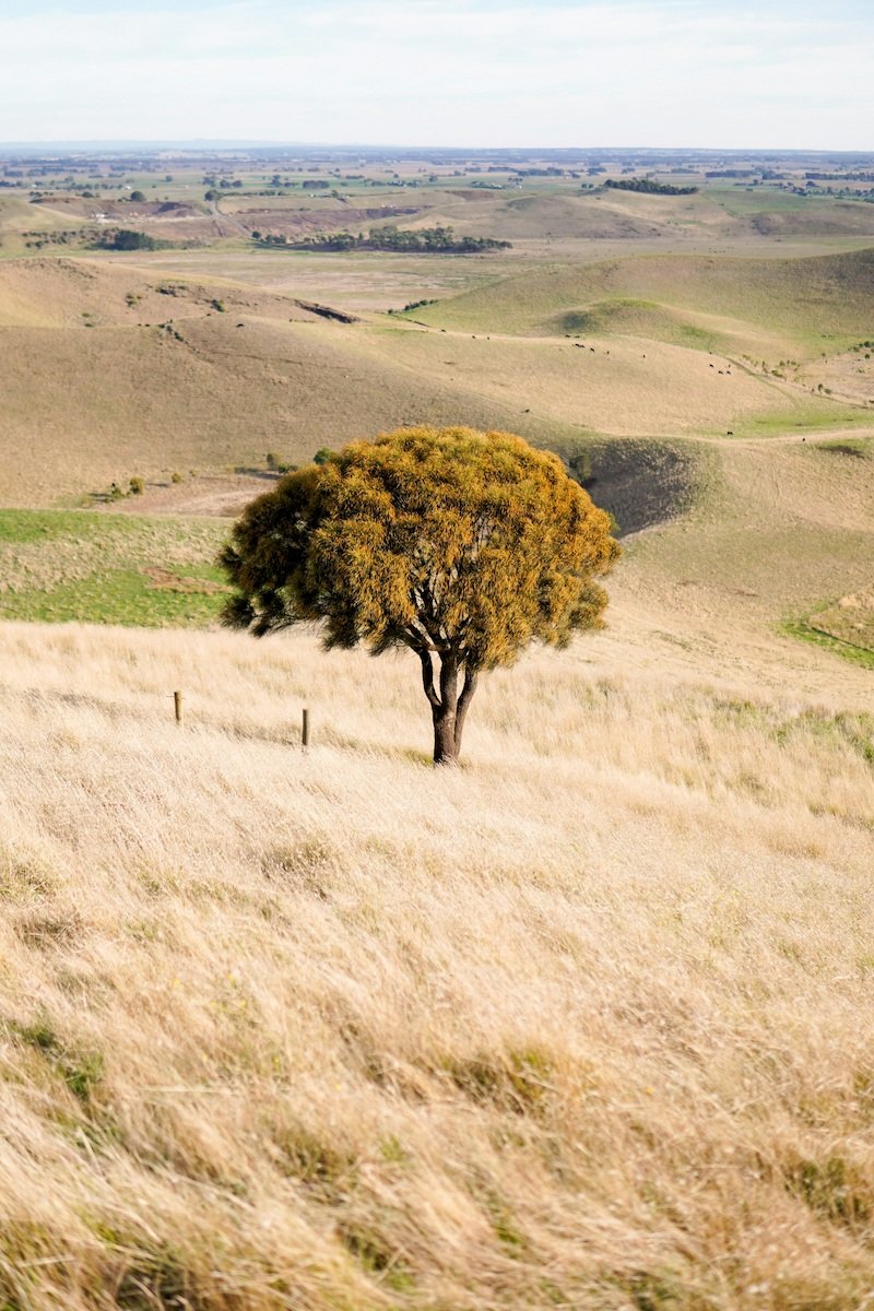 Singular tree out in a paddock